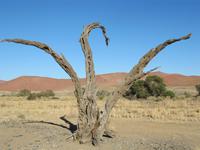 in den Dünen von Sossusvlei
