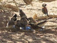 Sperlinge in den Dünen von Sossusvlei