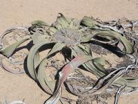 Welwitschia Mirabilis am Welwitschia-Drive