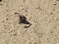 Junge Welwitschia Mirabilis - 20 Jahre alt - am Welwitschia-Drive