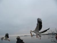 Pelikane werden gefüttert in der Walfish Bay