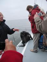 Otti - der junge Robbenbulle besucht uns