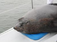 Otti - der junge Robbenbulle besucht uns
