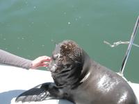 Eine junge Robbe besucht uns nochmals