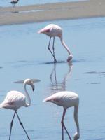 Pelikane in der Lagune von Walfish Bay