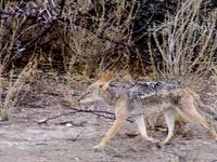 Etoscha-Park - Streifenschakal