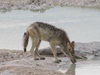 Etoscha-Park - Streifenschakal