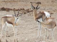 Etoscha-Park - Springböcke