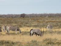 Etoscha-Park - Oryx-Antilopen und Zebras