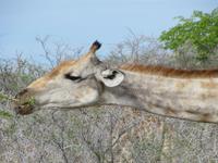Etoscha-Park - Giraffe