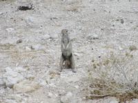 Etoscha-Park - Erdhörnchen