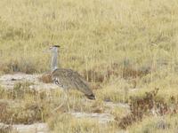 Etoscha-Park - Großtrappe