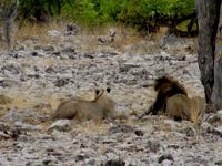 Etoscha-Park - Löwen