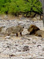 Etoscha-Park - Löwen