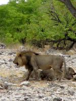 Etoscha-Park - Löwen