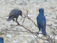 Etoscha-Park - Glanzstare