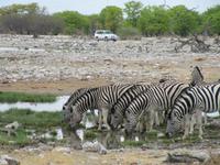 Etoscha-Park - Zebras