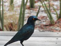 Etoscha-Park - Glanzstar