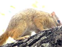 Etoscha-Park - Ockerfußbuschhörnchen