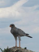 Etoscha-Park - Weißbürzel Singhabicht