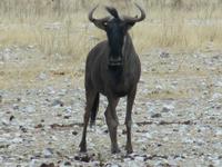 Etoscha-Park - Gnu