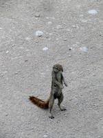 Etoscha-Park - Erdhörnchen