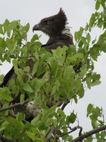 Etoscha-Park - Kampfadler - der größte Raubvogel Afrikas