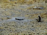 Etoscha-Park - Erdhörnchen versuchen eine Kobra zu vertreiben