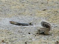 Etoscha-Park - Erdhörnchen versuchen eine Kobra zu vertreiben