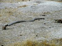 Etoscha-Park - Erdhörnchen versuchen eine Kobra zu vertreiben