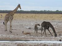 Etoscha-Park - Giraffenfamilie am Wasserloch