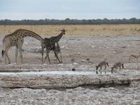 Etoscha-Park - Giraffenfamilie und Schakale am Wasserloch