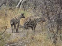 Etoscha-Park - Tüpfelhyänen
