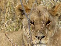 Etoscha-Park - Löwin