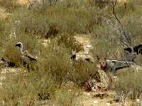 Etoscha-Park - Ohrengeier und Weißrückengeier und Schakal