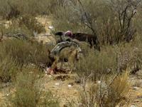 Etoscha-Park - Ohrengeier und Weißrückengeier und Schakal