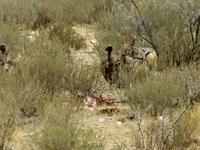 Etoscha-Park - Ohrengeier und Weißrückengeier und Schakal mit As