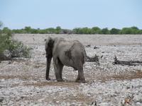 Etoscha-Park - Elefant am Wasserloch am Okaukuejo Camp