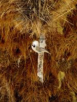 Etoscha-Park - Webervögel am Nest