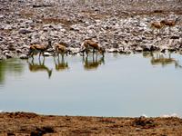 Etoscha-Park - Springböcke am Wasserloch