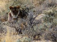 Etoscha-Park - Löwin