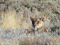 Etoscha-Park - Löwin