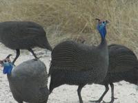 Etoscha-Park - Perlhühner