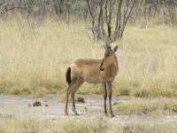 Etoscha-Park - Kuhantilope