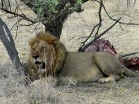 Etoscha-Park - Löwe