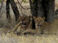 Etoscha-Park - Löwen