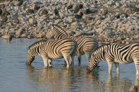 &copy; Tom Finke (Eberhardt TRAVEL)