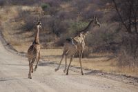 283-Giraffen