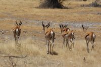 288-Springböcke im Etosha Park