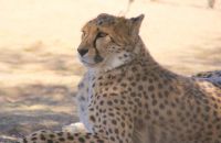 30-Geparden Namibia